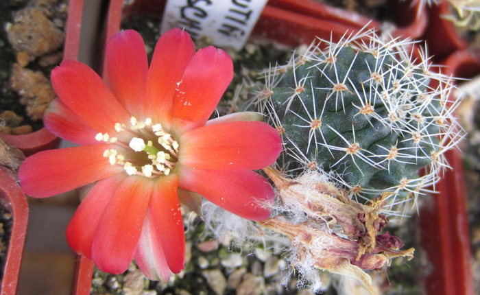 Rebutia rauschii